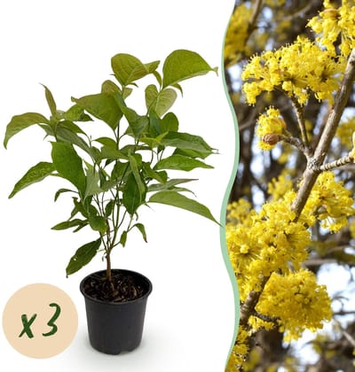 Green boutiQ - Tuinplant - Cornus mas - Bloem Geel - 3 Planten - Bladverliezend - Weinig Onderhoud - Pot 12cm Hoogte 35cm