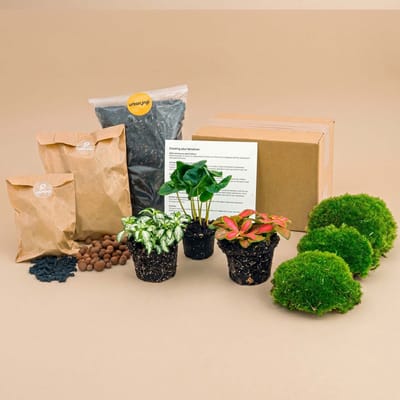 Planten terrarium pakket - Coffea Arabica - 3 terrarium planten - Ecosysteem plant - Startpakket - Navulling - DIY Ecosysteem Planten Set | Inclusief Planten - Substraat - Terrarium potgrond - Bolmos - Actieve kool - Handleiding en tips | urbanjngl
