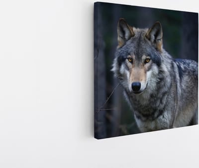 Saammp - Canvas Schilderij - Wolf - Dieren - Natuur - 20x20 - Foto op canvas - Wanddecoratie - muurdecoratie Woonkamer - Slaapkamer decoratie - Canvas Print