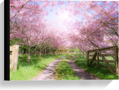 Canvas  - Zandpad tussen de Roze Bomen  - 40x30cm Foto op Canvas Schilderij (Wanddecoratie op Canvas)