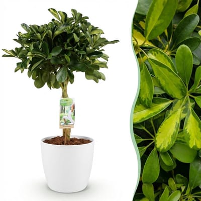 Green boutiQ - Kamerplanten - Schefflera Gold Capelle - Vingerboom - Weinig onderhoud - Groen - goud - 1 Plant - met Potter Wit - Pot 21cm - Hoogte 70-80cm