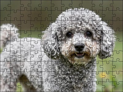Puzzel Poedel | 120 stukjes | Dierenpuzzel | Hondenpuzzel