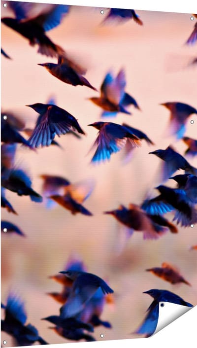 Gards Tuinposter Groep Vliegende Blauwe Spreeuw Vogels - 100x150 cm - Tuindoek - Tuindecoratie - Wanddecoratie buiten - Tuinschilderij