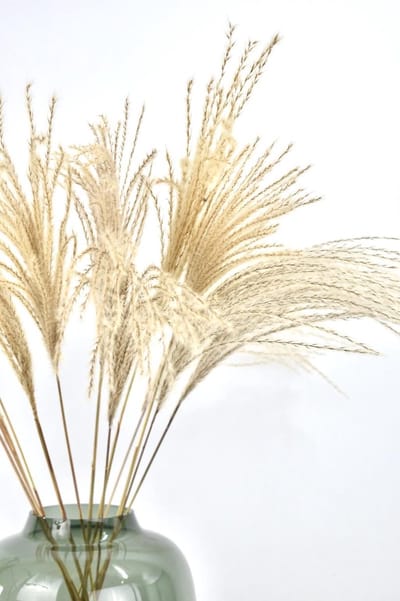 Fluffy Pampas - 15 stuks - Droogbloemen - Droogbloemen pluimen - Pampas - Naturel - 70 cm - Natuurlijk Bloemen