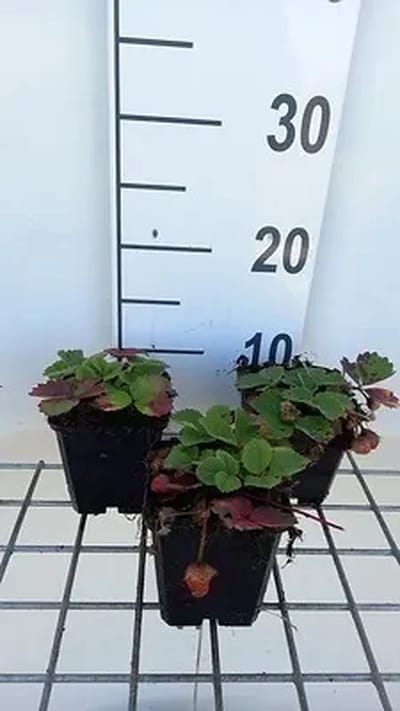 6x Bosaardbei - Fragaria (a) 'Lipstick' | 9x9 cm pot