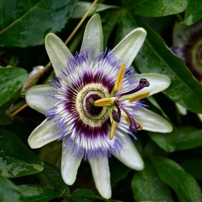 Blauwe passiebloem (Passiflora Caerulea) - - Passiebloem - Vaste planten - Bijen-Vlinders - Geurend - Klimplant - Zomerbollen