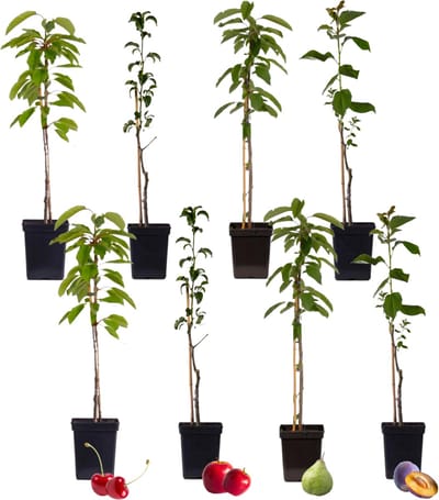 Plant in a Box - Mix van 8 zuilvormige fruitbomen - Prunus - Pyrus - Malus - Pot 9cm - Hoogte 60-70cm