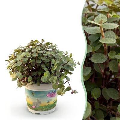 Green boutiQ - Kamerplant - Calissia repens - Schildpad plant - Huisdiervriendelijke Plant - Groen - 1 Plant - Pot 12cm - Hoogte 14cm