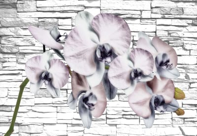 Fotobehang Flowers Orchids Texture | XL - 208cm x 146cm | 130g/m2 Vlies