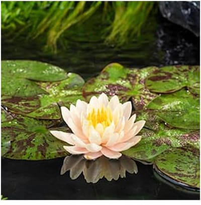 Moerings Nymphaea Clyde Ilkins | Waterlelie | In 3L Mand