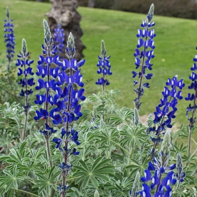 12 x Lupine Gallery Blue Blauw - Tuinplant met Grote Bloem - Lupinus 'Gallery Blue' in 9x9cm pot met hoogte 0-10cm