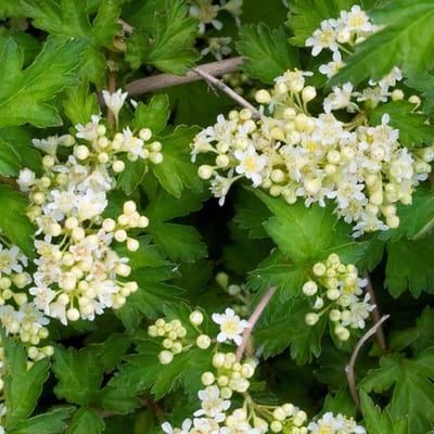 24 x Grote kransspirea - Stephanandra incisa 'Crispa' pot 9x9cm, voor 3m² : Een robuuste heester voor veelzijdig tuinieren.