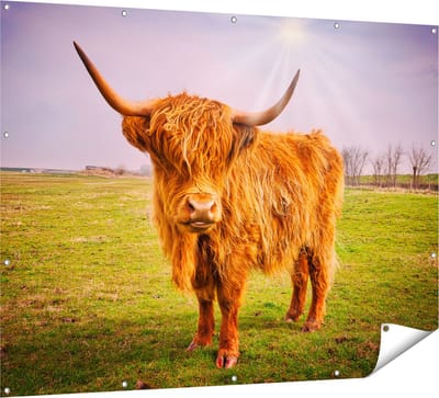 Gards Tuinposter Bruine Schotse Hooglander Koe - Kleur - 160x120 cm - Tuindoek - Tuindecoratie - Wanddecoratie buiten - Tuinschilderij