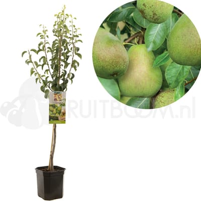 Pyrus communis Doyenné du Comice | perenboom | grote handpeer | laagstam