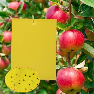 Set van 20 Gele Vliegenvallen Stickers, Plakpapier voor Fruitvliegen, Nematoden en Luizen