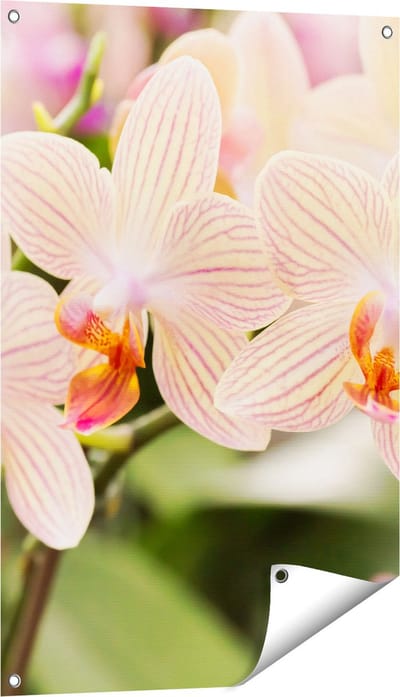 Gards Tuinposter Gestreepte Witte Orchidee Bloemen - 60x90 cm - Tuindoek - Tuindecoratie - Wanddecoratie buiten - Tuinschilderij