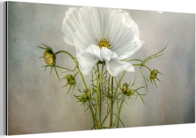 Aluminium schilderij 160x80 cm - Wanddecoratie metaal - Bloemen - Stilleven - Klaproos - Wit - Botanisch - Metalen muurdecoratie woonkamer - Decoratie industrieel - Foto op dibond - Industriële accessoires slaapkamer