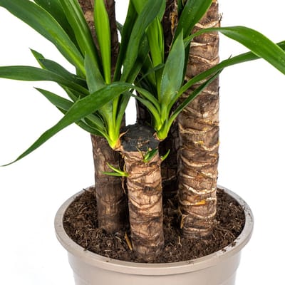 Yucca Elephantipes Ø27cm - 160cm