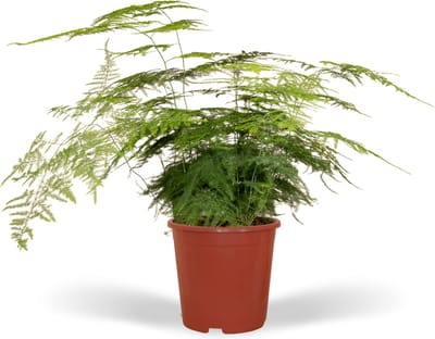 Asparagus setaceus - Ø17cm - 45cm