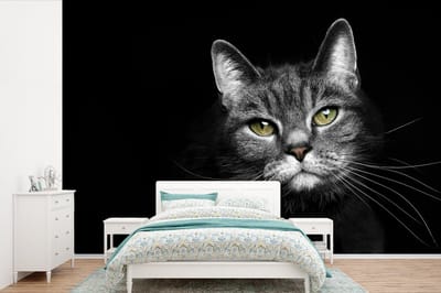 Behang - Fotobehang Huisdieren - Kat - Dieren - Zwart - Wit - Breedte 600 cm x hoogte 400 cm