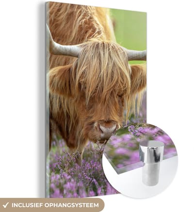 MuchoWow® Glasschilderij 120x180 cm - Schilderij acrylglas - Schotse Hooglander - Paars - Bloemen - Foto op glas - Schilderijen