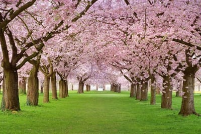 Fotobehang - Cherry Trees 375x250cm - Vliesbehang