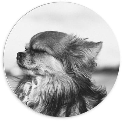 Forex Wandcirkel - Klein Hondje in Zwart Wit  - 70x70cm Foto op Wandcirkel (met ophangsysteem)