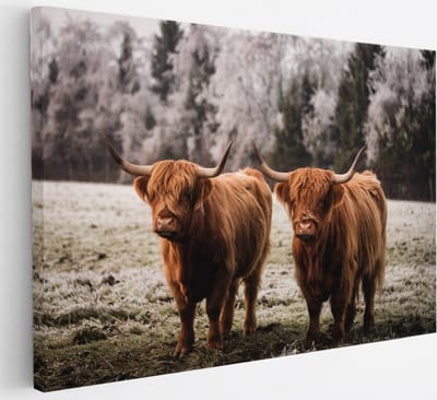 Saammp Canvas Schilderij - Schotse Hooglander Koeien in het gras - Dieren - Natuur - 30x20 - Foto op canvas - Wanddecoratie - muurdecoratie Woonkamer - Slaapkamer decoratie - Canvas Print
