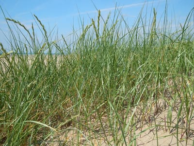 Ammophila Arenaria – Set van 12 - Helmgras - Duingras - Pot P9 10-20cm - Wintergroen