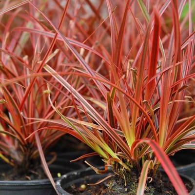 6x Uncinia rubra Pot 9x9cm - Prachtig siergras voor in de tuin