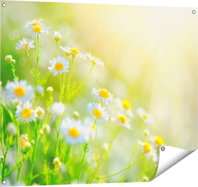 Gards Tuinposter Witte Kamille Bloemen met Zonneschijn - 100x80 cm - Tuindoek - Tuindecoratie - Wanddecoratie buiten - Tuinschilderij