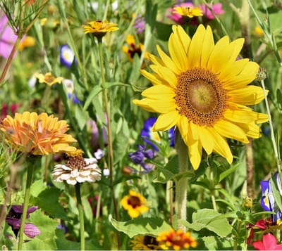 Flower Essentials: 1000 Kleuren voor Je Tuin - 5 Pakjes Zaden voor een Kleurrijke Bloemenweide