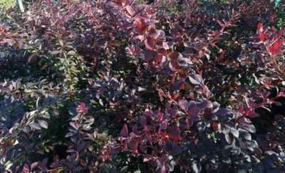 Berberis thunbergii 'Atropurpurea ' - Japanse zuurbes, rode japanse zuurbes 30 - 40 cm in pot