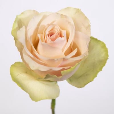 10x Rosa la belle 50cm