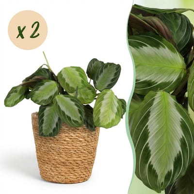 Plantenboetiek.nl | Maranta Fascinator Silverband - Gebedsplant - Huisdiervriendelijke Plant - Groen - 2 Planten - met Mand - Ø12cm - 25cm hoog - Kamerplant - Arrangement - Plant met pot