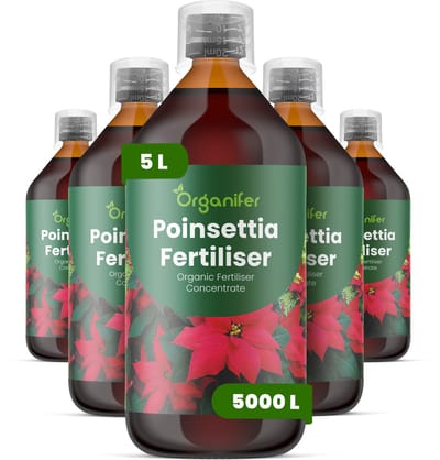 Vloeibare Meststof Voor Poinsettia 5X1 L Voor 5000 L - Npk 2-1-8 - Verbetert Bladkwaliteit En Het Algehele Visuele Evenwicht - Bevordert Compacte Groei En Een Sterke Plantstructuur - Ondersteunt Intense Schutbladkleur - Organifer