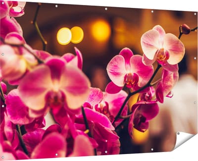 Gards Tuinposter Roze Orchidee Bloemen - 180x120 cm - Tuindoek - Tuindecoratie - Wanddecoratie buiten - Tuinschilderij
