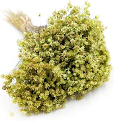 Droogbloemen - Decoratief gras - Natuurlijke decoratie - Delicate elegantie - Groen