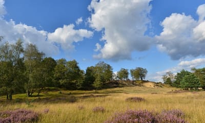 Fotobehang heide op de Veluwe 250 x 260 cm - € 175,--