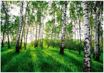 WALLARENA - Fotobehang - 150x105 cm - 3D behang met berkenbomen voor slaapkamer en woonkamer