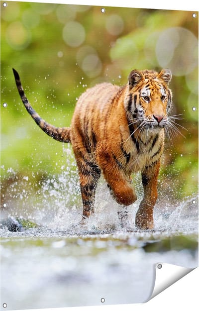 Gards Tuinposter Tijger Loopt in het Water - 90x120 cm - Tuindoek - Tuindecoratie - Wanddecoratie buiten - Tuinschilderij