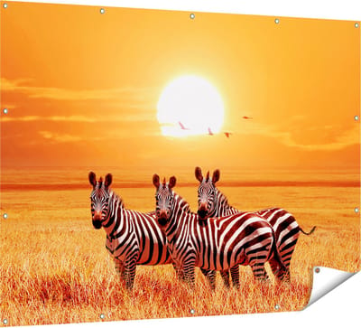 Gards Tuinposter Drie Zebra's bij Zonsondergang - 160x120 cm - Tuindoek - Tuindecoratie - Wanddecoratie buiten - Tuinschilderij
