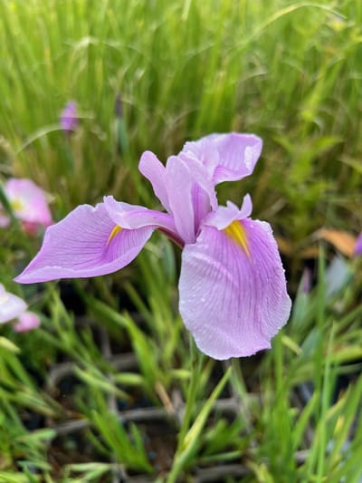 6 x Iris laevigata 'Rose Queen' - Japanse Lis - P9 Pot (9 x 9cm) - Dima Vaste Planten