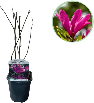 Plantenboetiek.nl | Magnolia Susan - Bloemen Donker Roze - bladverliezend - weinig onderhoud - pot 17cm hoogte 45cm - Heester - Ø18cm - 35-45cm hoog - Tuinplant