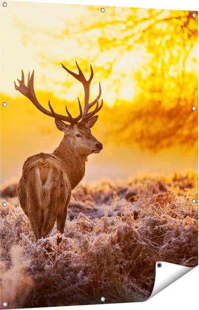 Gards Tuinposter Hert in Bos tijdens de Zonsopkomst - 90x120 cm - Tuindoek - Tuindecoratie - Wanddecoratie buiten - Tuinschilderij