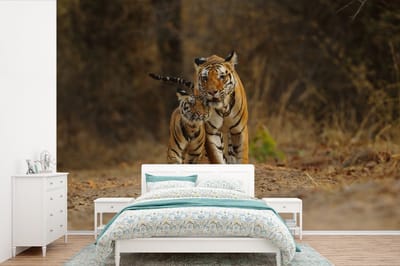 Behang - Fotobehang Tijger - Welp - Zand - Breedte 360 cm x hoogte 240 cm