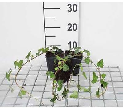 12x Gewone Klimop - Hedera helix | 9x9 cm pot
