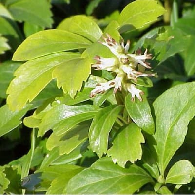 6 x Pachysandra terminalis - Pachysandra pot 9x9cm