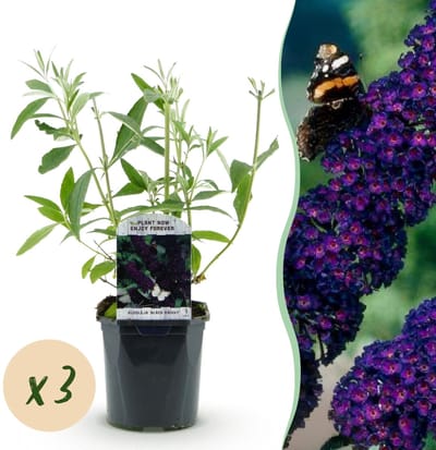 Green boutiQ - Tuinplant - Buddleja davidii Black Night - Vlinderstruik - Winterhard - Paars - 3 Planten - Pot 17cm - Hoogte 45cm