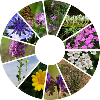 Snacktar - Nectarrijk bloemenmengsel zaden